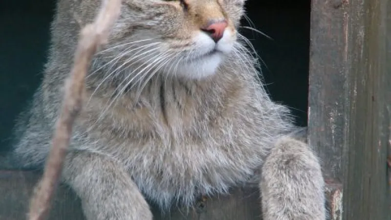 Kočka divoká v ZOO Ohrada