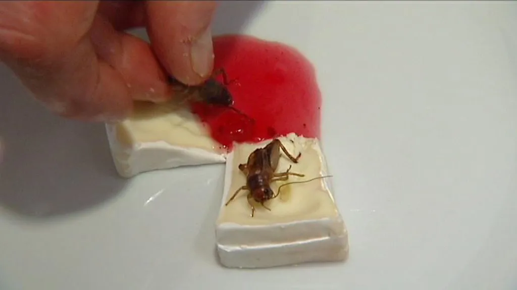 Hmyzí gastronomie v Opavě