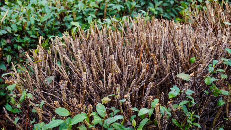 Plantáž čaje matcha po sklizni