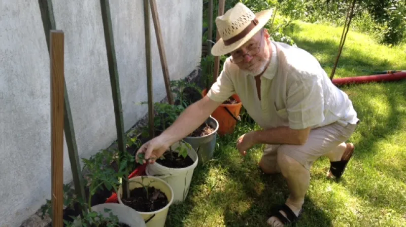 7. června jsem sázel sazenice rajčat