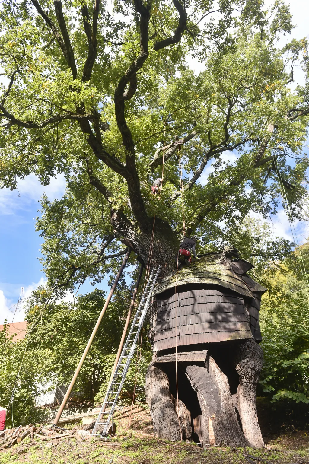 V Náměšti nad Oslavou odborníci opět ošetřili Žižkův dub starý přes devět set let
