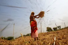 Indie zakázala vývoz některé rýže