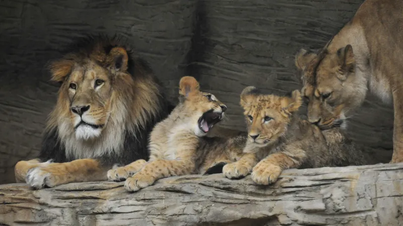 Lvi berberští v olomoucké zahradě. Samice Gina a Buzeta, které se zde narodily, putovaly před několika lety do slovenské zoo v Bojnicích.