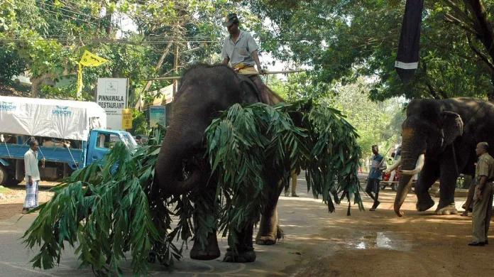 Fotografie Petra Našice z Pinnawala Elephant Orphanage