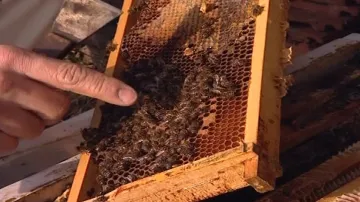 Včelař ukazuje nemocné včely