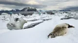 Antarktida není mrtvý kontinent