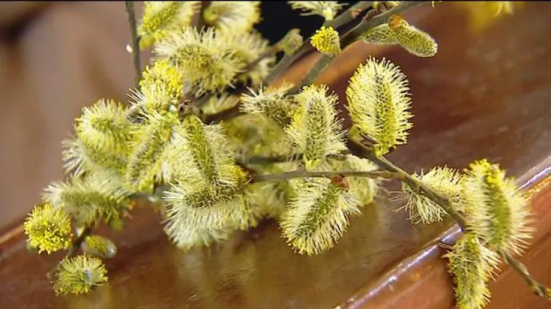 Reportáž Veroniky Kabátové