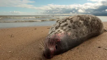 Změny Kaspického moře mohou podle expertů i za masové umírání tamních tuleňů