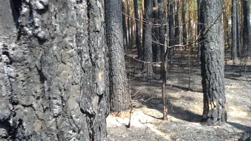 Ohořelé stromy po požáru u Bzence