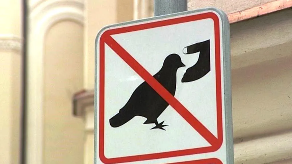 Zákaz krmení holubů