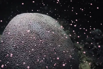 Biologové asistují u tření korálů, nové jedince nechávají růst v laboratoři