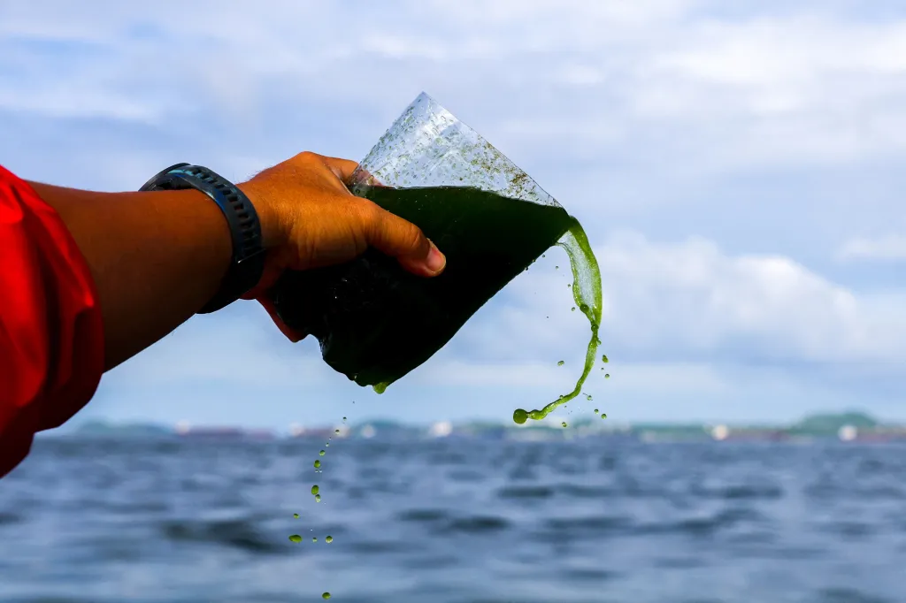 Vědec vylévá vzorek zelené vody zbarvené planktonovým květem, který zabíjí mořské živočichy