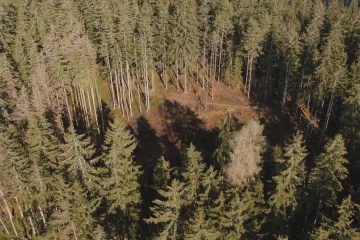 Na Sokolovsku zmizelo z lesa velké množství dřeva, naplnilo by na padesát kamionů