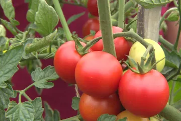 Vystresované rostliny křičí o pomoc, říká izraelská studie. Nejvíc reagují na žízeň a pořezání