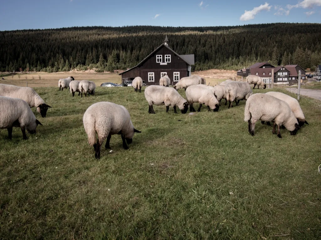 Pro svou výjimečnost je Jizerka velmi vyhledávaným cílem návštěvníků a to jak v létě, tak v zimě. Zvláště v sezónních špičkách lidově řečeno „praská ve švech“. Vysoké počty návštěvníků znamenají především riziko pro cenné prostředí rezervací, kde je vstup mimo cesty zakázán