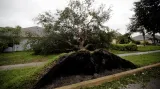 Vyvrácený strom ve městě Daytona Beach na Floridě