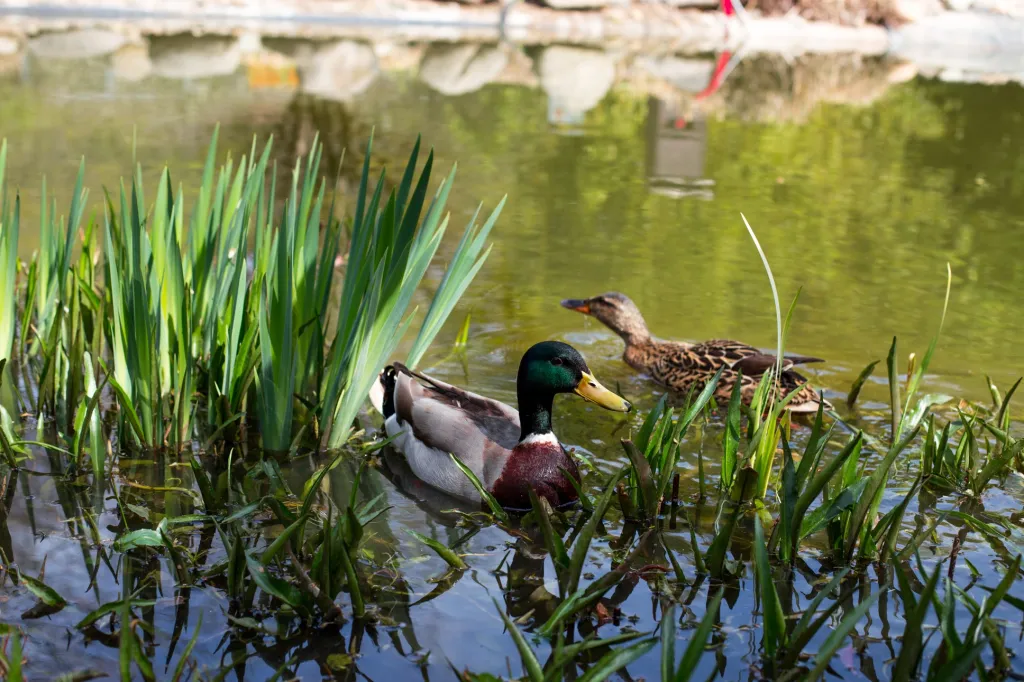 Díky rozmanitosti rostlin se v zahradě daří i různým druhům ptactva