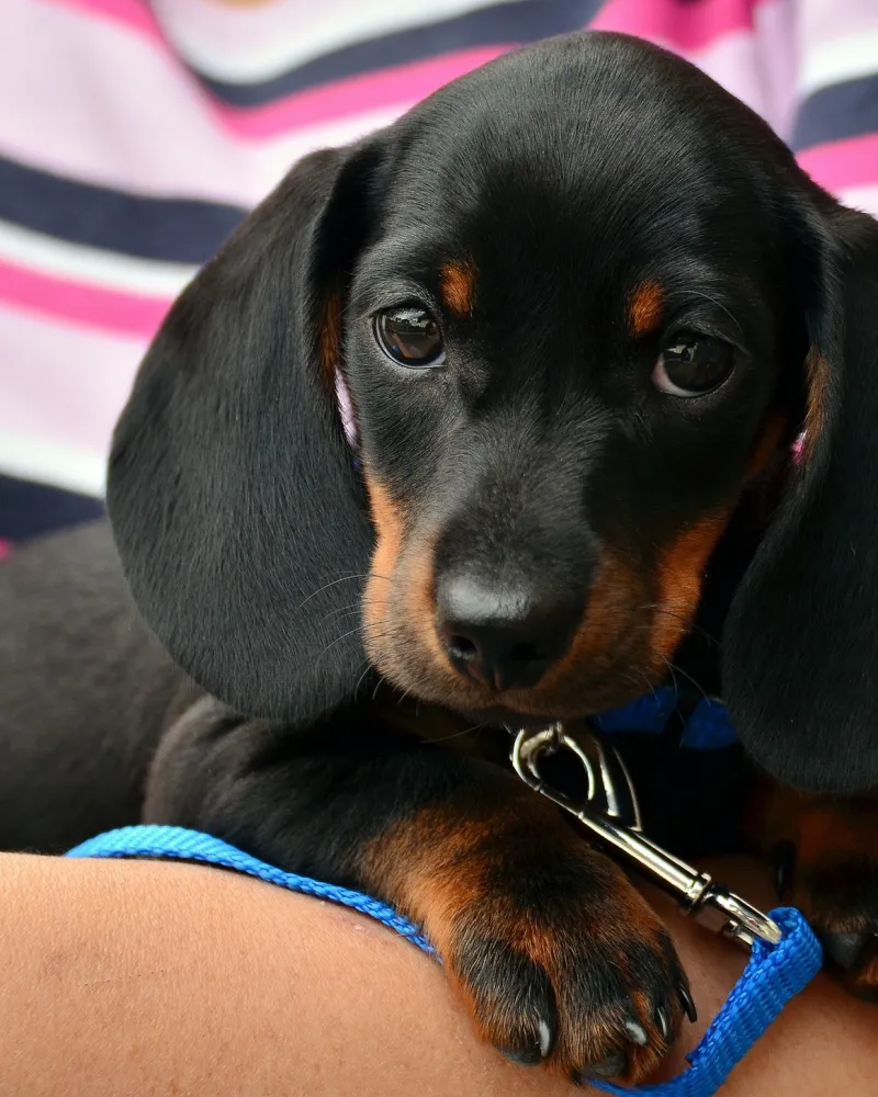 Majitelé psů si letos místy výrazně připlatí