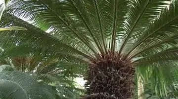 Koruna palmy