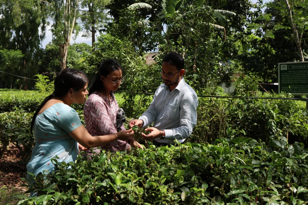 Mírně teplé a vlhké podmínky, které jsou klíčové pro čajové oblasti v Ásámu, stále častěji narušují dlouhá sucha a náhlé, prudké deště