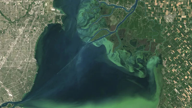 Přemnožené sinice na kanadském jezeře Lake St. Clair v létě roku 2015