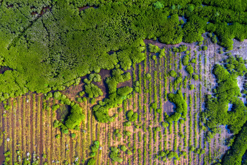 Letecký pohled na mangrovové háje v oblasti Can Gio v jižní části Vietnamu