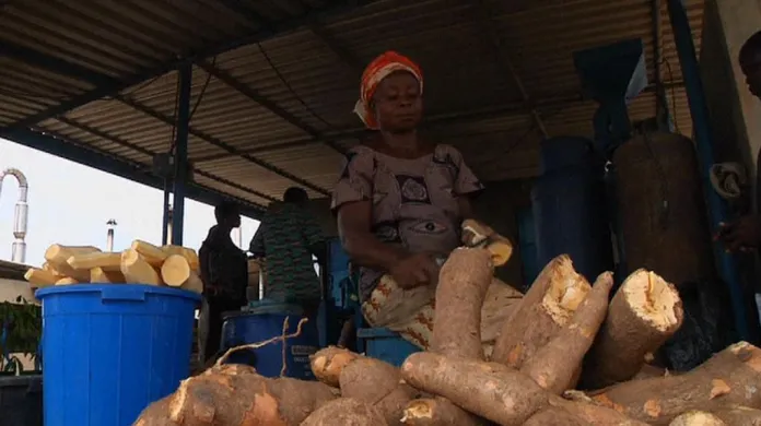 Zpracování manioku
