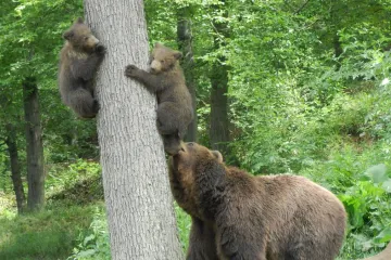 Medvědí bratři Kuba a Toby řádili ve výběhu