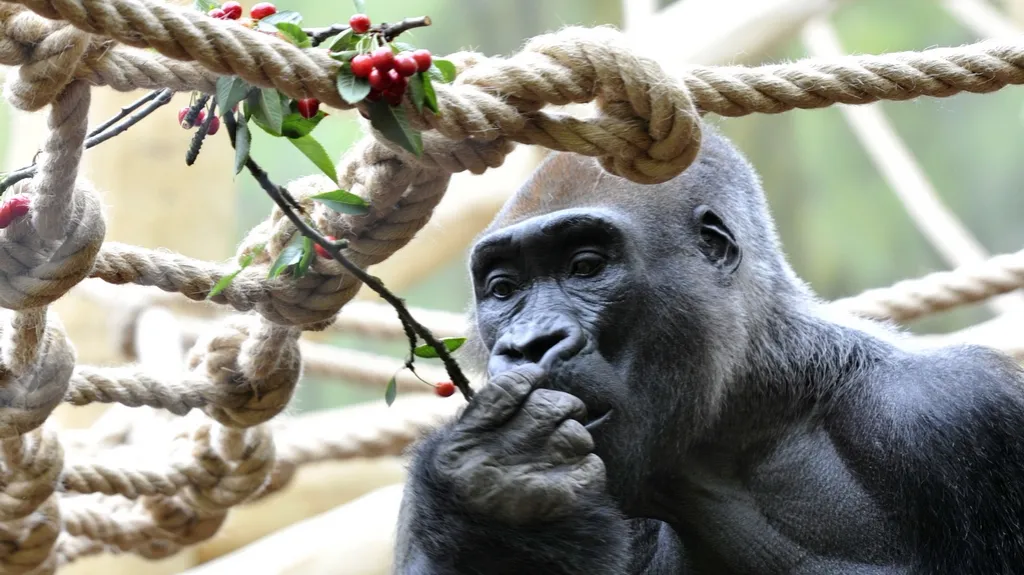 Gorilí samec Tadao v zoo ve Dvoře Králové