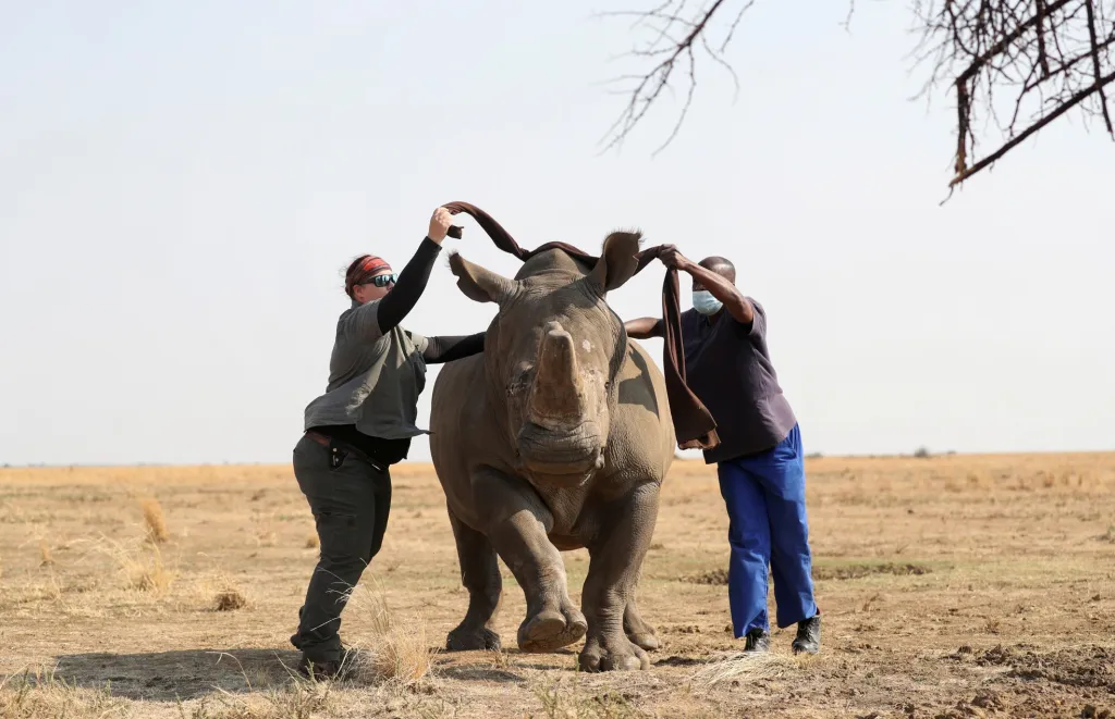 Veterinářka Michelle Ottová a její asistent Patrick se snaží zakrýt oči nosorožci, který je ovlivněn anestetiky, aby mu později mohli odstranit roh. Ošetření se odehrálo v největším útočišti pro nosorožce Buffalo Dream Ranch v Jihoafrické republice