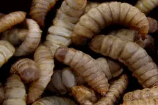 Larvy hmyzu přemění odpad na krmivo. Na výzkumu pracují vědci z Brna