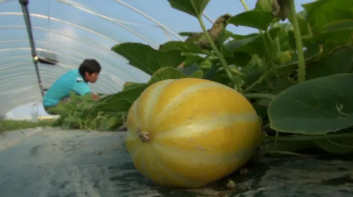 Produkce melounů v jihokorejském okrsku Songdžu