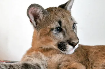 U Želiva na Vysočině byla údajně spatřena puma. Případ vyšetřuje policie