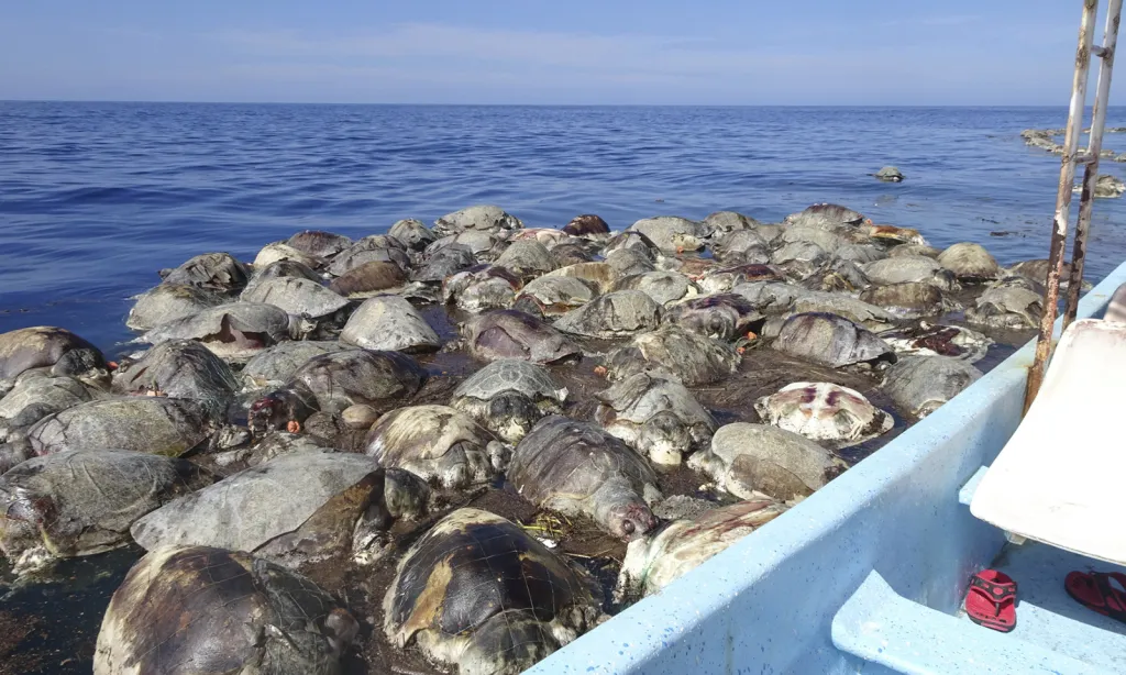 Mrtvé mořské želvy na hladině moře nedaleko mexického města Puerto Escondido. Úřad pro ochranu životního prostředí zveřejnil informaci o uhynutí asi tří set želv u jižního pobřeží Mexika poté, co se chytily do opuštěné rybářské sítě.