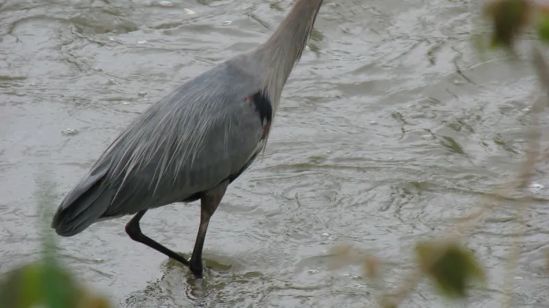 Do Cuyahogy se vrátily i volavky