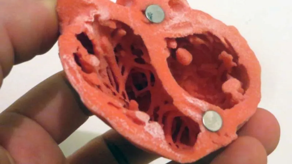 Model lidského srdce