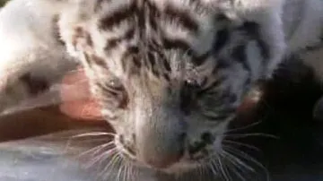 Mládě bílého tygra