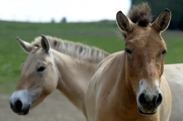 Do mongolských stepí se vrací další převaláci. Čtyři odletěli armádním speciálem