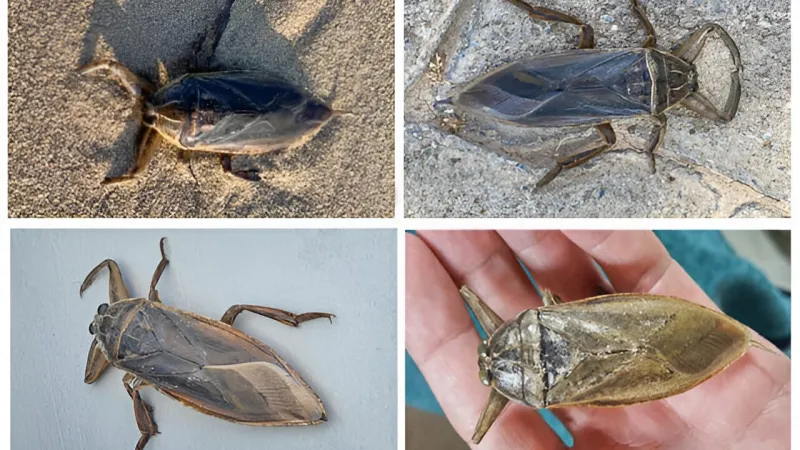 Mohutnatka Lethocerus patruelis