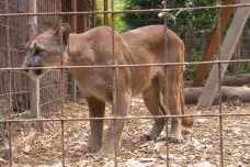Zoopark ve Zvoli přišel o povolení pro chov pum. Klece jsou postavené načerno