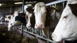 Sklady zemědělců jsou plné neprodaného mléka