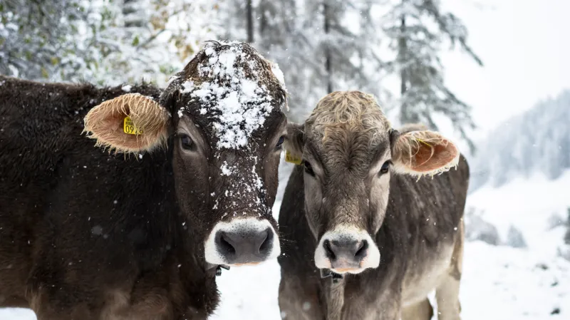 První sníh ve Švýcarsku