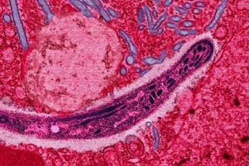 Parazit způsobující malárii mutuje. Získává schopnost odolat lékům pro děti a těhotné ženy