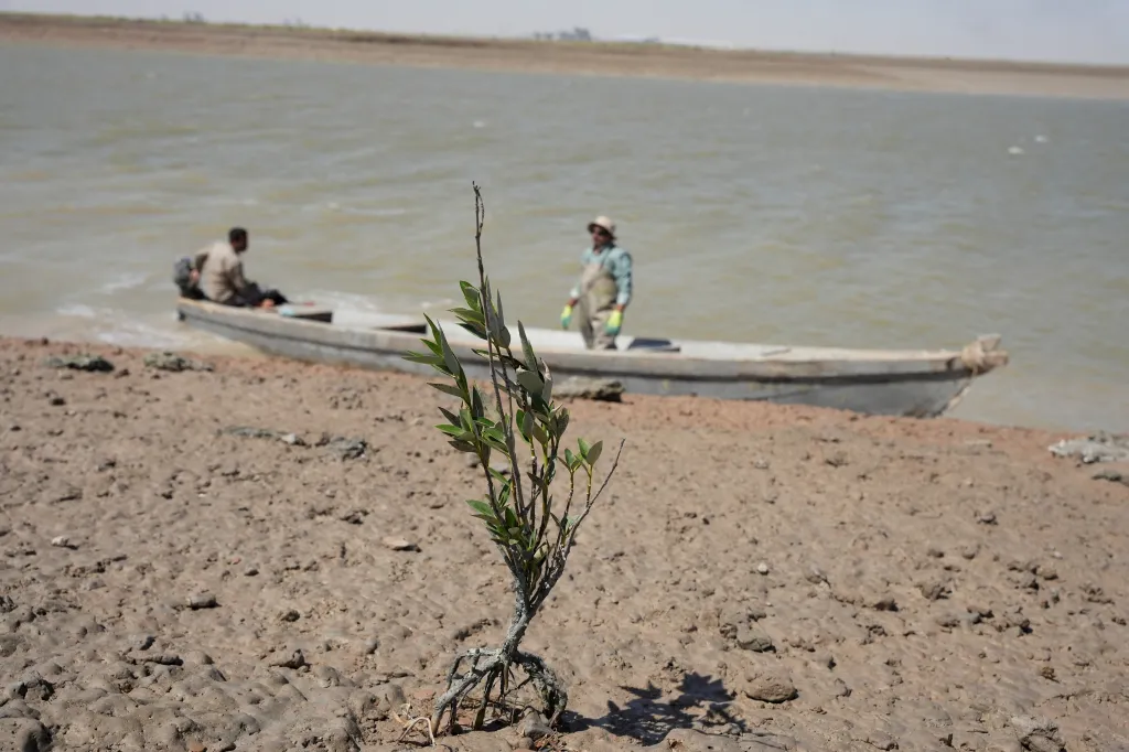 Jeden z vysazených mangrovníků u řeky Šatt al-Arab
