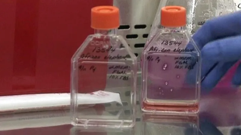 Výzkum kmenových buněk