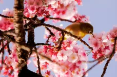 Sakury letos v Japonsku rozkvetly nejdříve v historii. Příčinou jsou klimatické změny