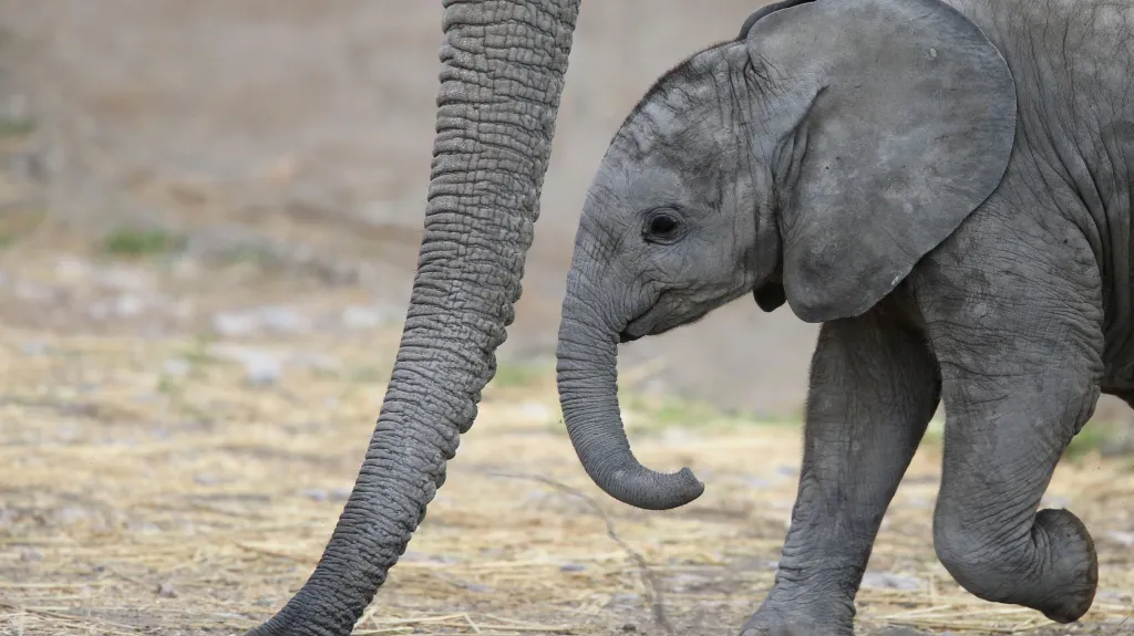 Mládě slona afrického