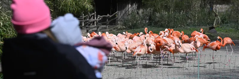 V pražské zoo se potvrdila ptačí chřipka