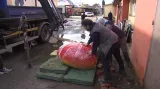 Kraslice váží skoro 500 kg