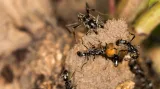Mravenci Megaponera analis
